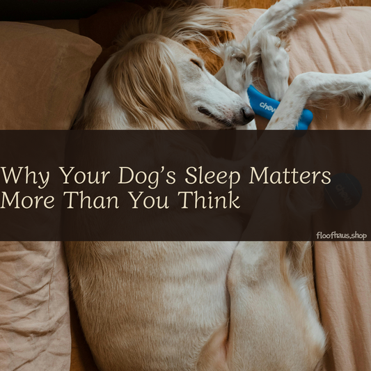 Why Your Dog’s Sleep Matters More Than You Think