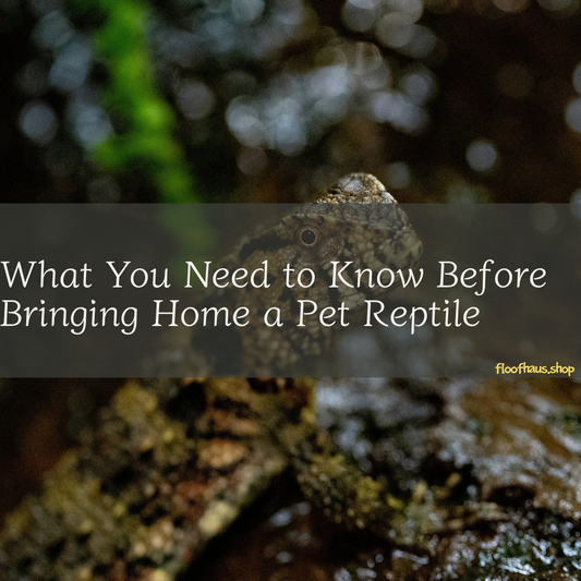 What You Need to Know Before Bringing Home a Pet Reptile