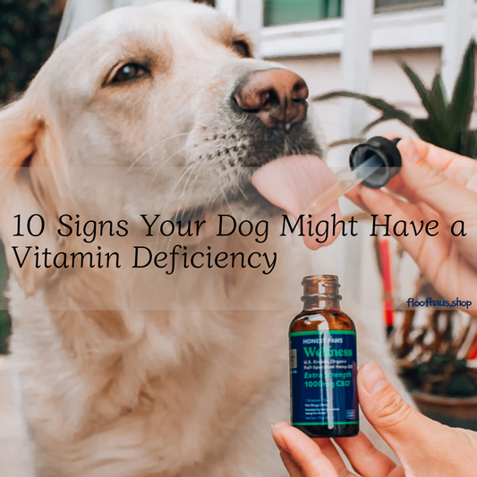 10 Signs Your Dog Might Have a Vitamin Deficiency