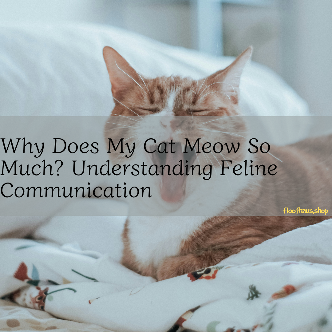 Why Does My Cat Meow So Much? Understanding Feline Communication