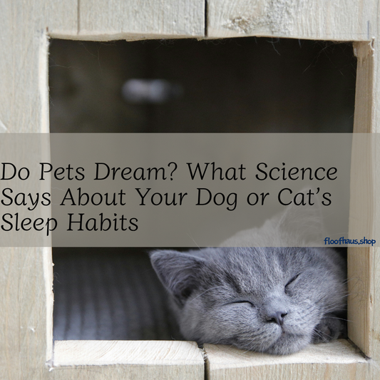 Do Pets Dream? What Science Says About Your Dog or Cat’s Sleep Habits