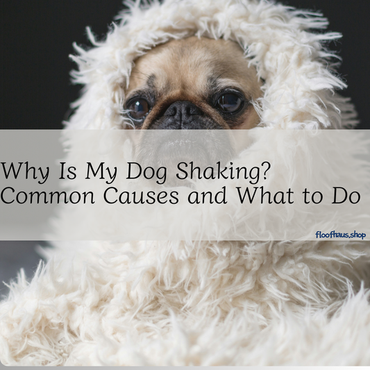 Why Is My Dog Shaking? Common Causes and What to Do