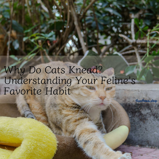 Why Do Cats Knead? Understanding Your Feline’s Favorite Habit