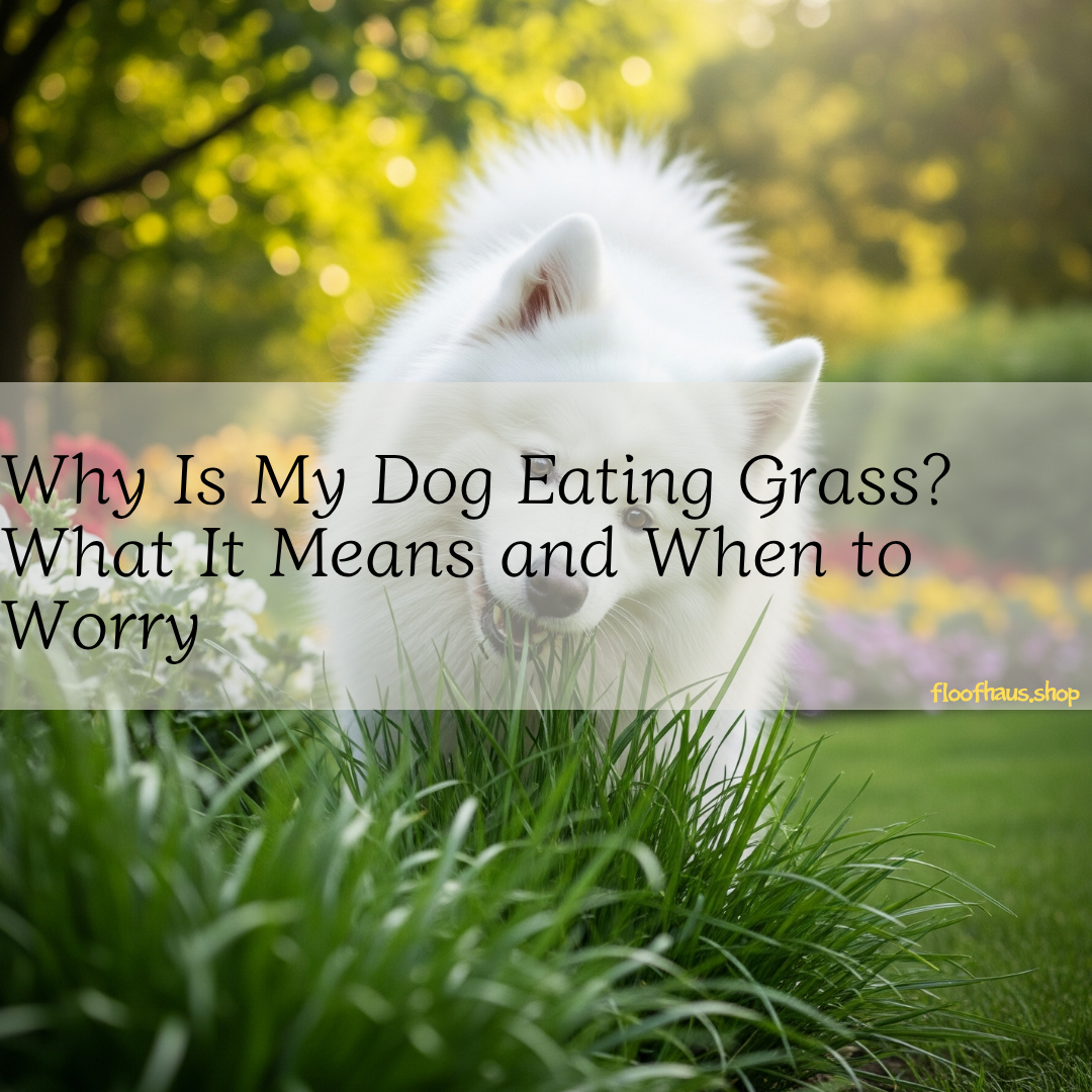 Why Is My Dog Eating Grass? What It Means and When to Worry