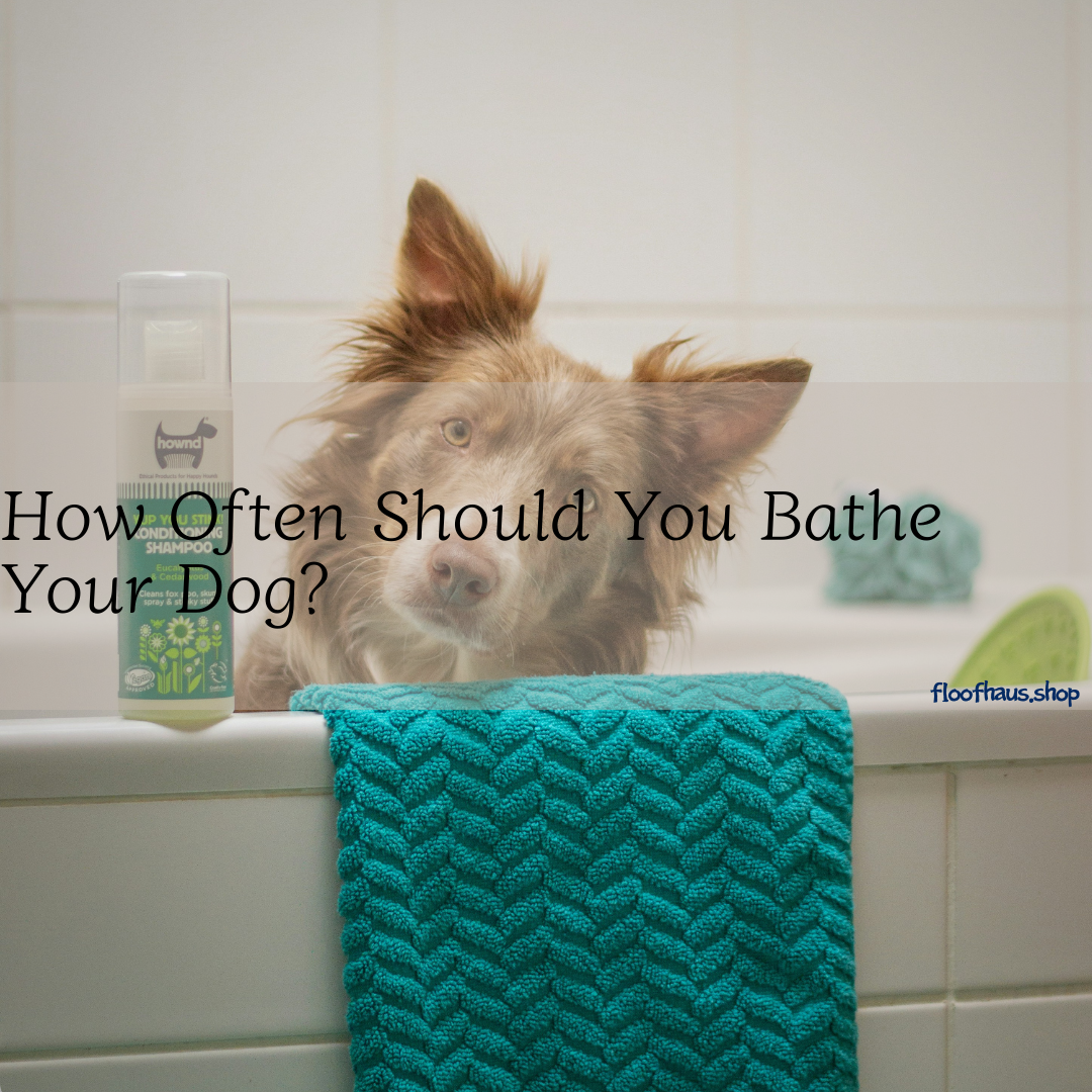 How Often Should You Bathe Your Dog?