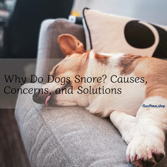Why Do Dogs Snore? Causes, Concerns, and Solutions