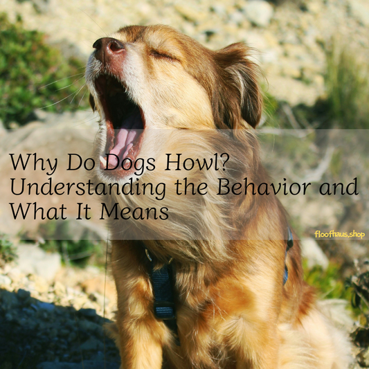 Why Do Dogs Howl? Understanding the Behavior and What It Means