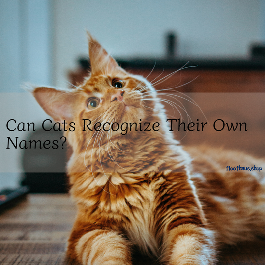Can Cats Recognize Their Own Names?