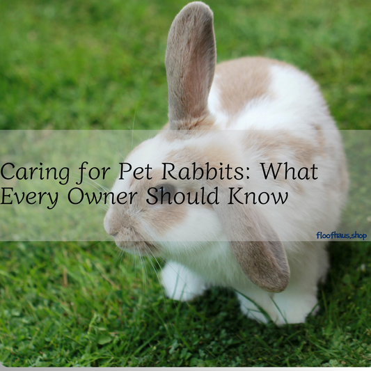 Caring for Pet Rabbits: What Every Owner Should Know