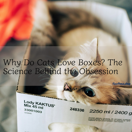 Why Do Cats Love Boxes? The Science Behind the Obsession