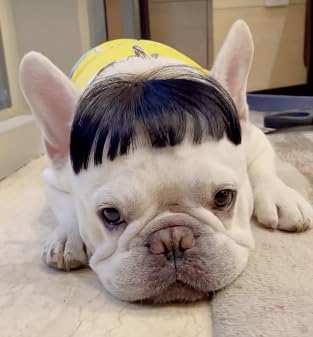 Spa Day Dog Costume Cosplay Wig, Curly Hair Pet Cat Wigs for Halloween Parties Dog Hats Wigs for Small Medium and Large Dogs Adjustable(Pet Head Circumference 6-27 inches)
