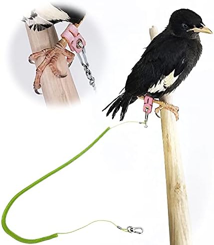 Parrot Bird Harness Leash Anti-bite Outdoor Flying Training Rope with 5pcs Different Sizes of Soft Foot Loops and Training Whistle(Upgraded Version of Ankle Ring)