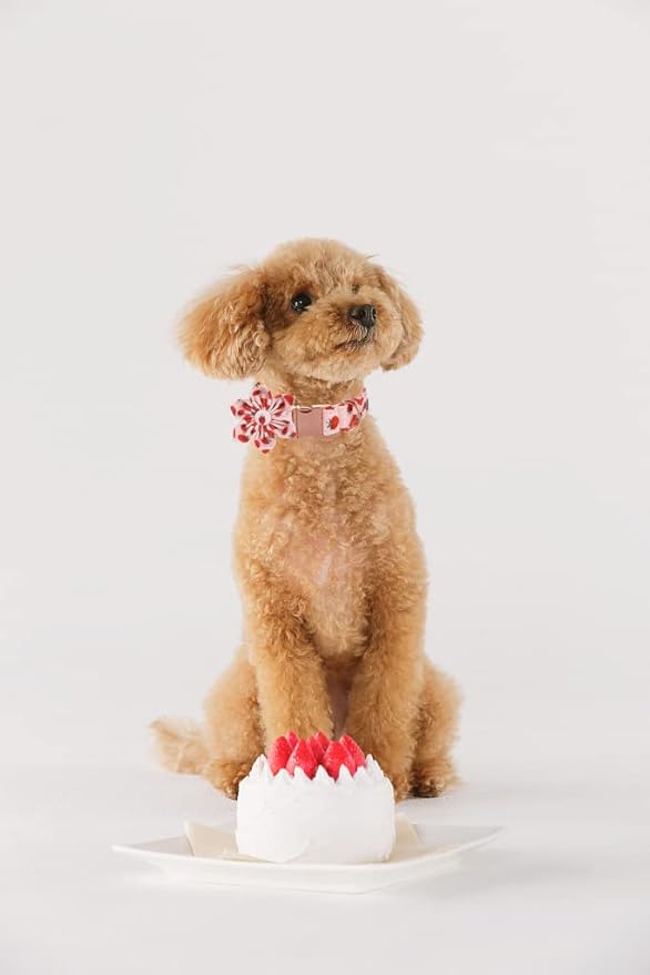 Lionet Paws Dog Collar with Flower - Cute Cotton Adjustable Flower Dog Collar with Metal Buckle for Medium Dog Girl Boy, M, Neck 13.5-22in