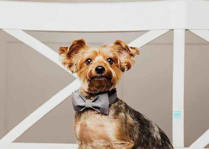 Lionet Paws Dog Collar with Bowtie, Durable Adjustable and Comfortable Collar for X-Small Dogs and Cats, Neck 8-12in