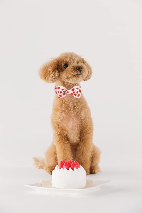Lionet Paws Dog Collar with Bowtie - Summer Cute Cotton Adjustable Bowtie Dog Cat Collar with Metal Buckle for Puppy Girl Boy, XXS, Neck 7-11in