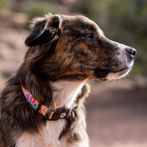 Wolfgang Heavy Duty, Adjustable Dog Collar with Quick Release Nylon Buckle for Walking & Training, PackLeader Print, Medium