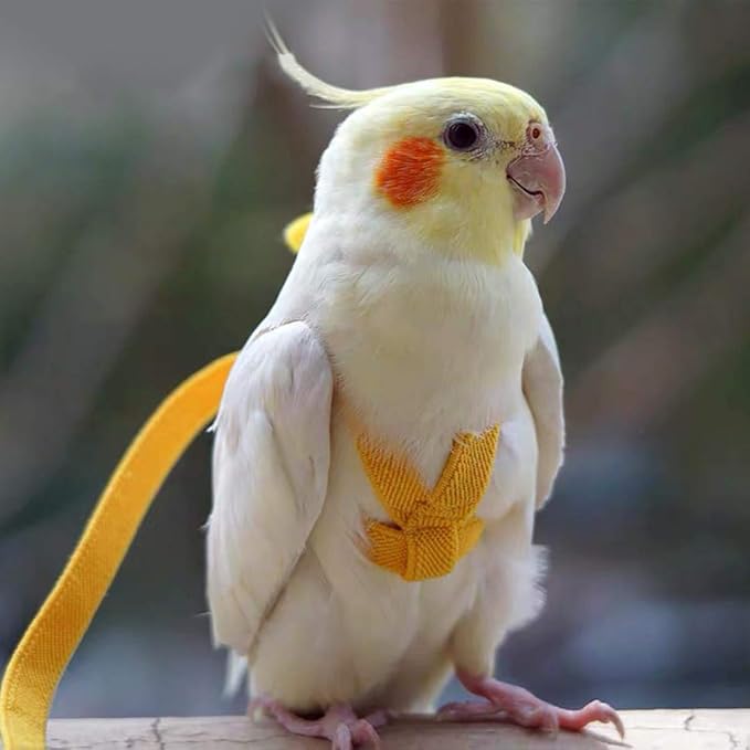 Adjustable Bird Harness Leash Parrot Flying Rope Straps Outdoor Training Traction Rope for Small Parrots , Random Color