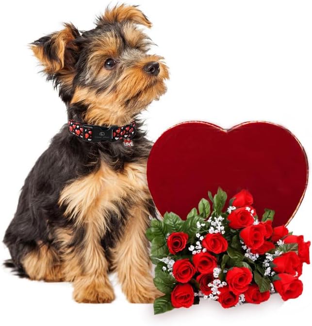 Lionet Paws Valentine's Dog Collar- Cute Sweet Pink Heart Black Dog Collars with Plastic Buckle, Light Adjustable Dog Collars for Small Medium Dogs