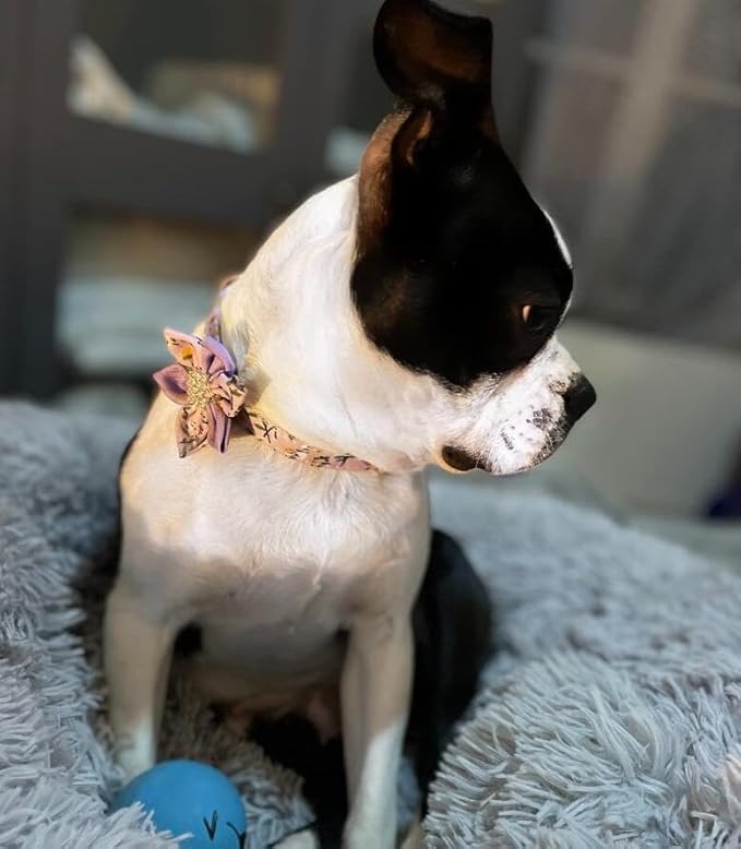 Floral Pattern Dog Collar - Cute Puppy Collar with Detachable Rhinestone Flower for Female Dogs - Small, Medium, Large (L, Green)