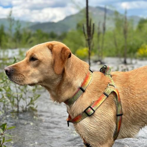 Wolfgang Heavy Duty Martingale Dog Collar with Quick Release Nylon Buckle for Walking & Training, CutBow Print, Medium