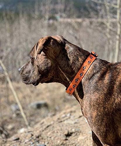 Native Pup Halloween Dog Collar- Spooky Fall Themed Horror Costume Collars- Skull, Pumpkin, Ghost, Bat, Witch, Candy Corn, Spider- Adjustable for Small, Medium, Large Breeds (Medium, Spiders)