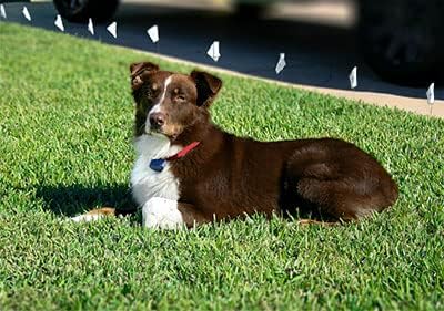 Extreme Dog Fence Dog Collar Replacement Strap - Bright Orange - Compatible with Nearly All Brands and Models of Underground Dog Fences