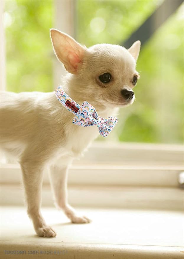 Unique style paws Rainbow Colorful Dog Collar with Bow Pet Gift Adjustable Soft and Comfy Bowtie Collars for Small Medium Large Dogs