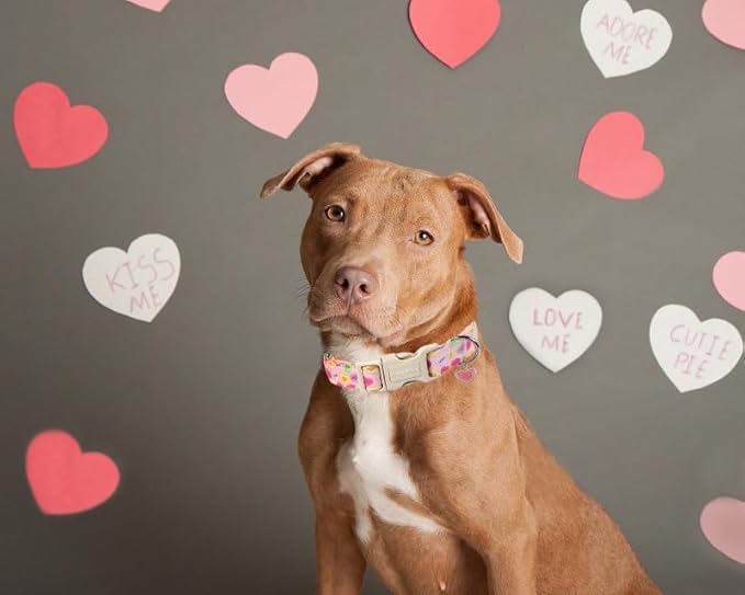 Lionet Paws Valentine's Dog Collar- Cute Pink Sweet Heart Dog Collars with Plastic Buckle, Light Adjustable Dog Collars for Small Medium Dogs