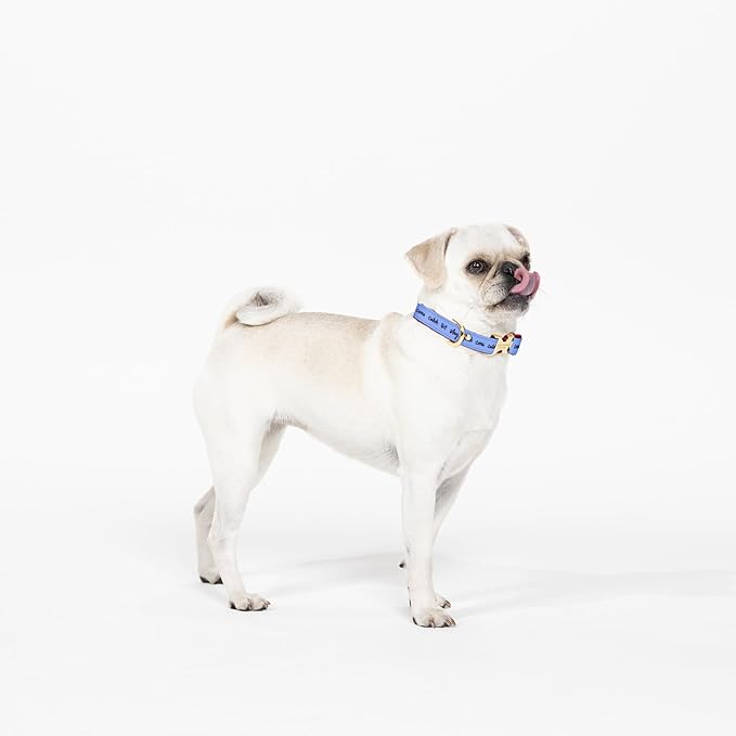 kate spade new york Cute Dog Collar with Gold Metal Details & Plastic Buckle, 10.5"-13.5" Adjustable Dog Collar for Female or Male Dogs, Small to Medium Dogs, Raining Cats & Dogs