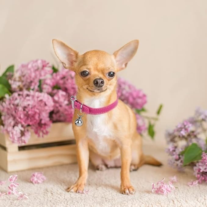 XXS Teacup Dog Collar - Light Blue & Pink, 3/8 inch Width for Small Dogs & Cats