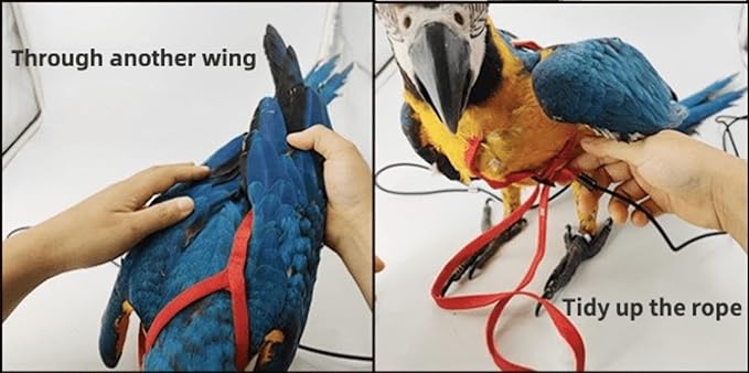 Adjustable Bird Harness with 78.7 Inch Leash, Outdoor Flying Training Rope Kit for Bird Parrots, Parrot Flying Rope Straps Outdoor Training Traction Rope for Small Medium Large Size Birds (L)