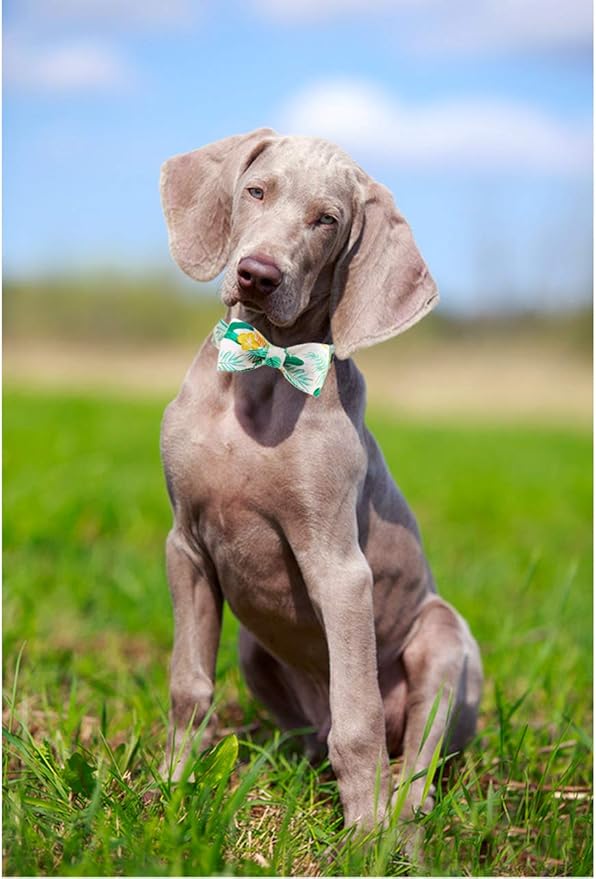 ARING PET Bowtie Dog Collar Adjustable Collars with Bow Tie for Dogs Small Medium Large