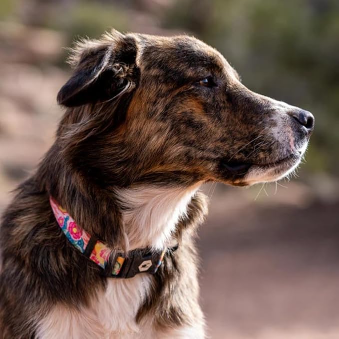 Wolfgang Heavy Duty, Adjustable Dog Collar with Quick Release Nylon Buckle for Walking & Training, PackLeader Print, Small