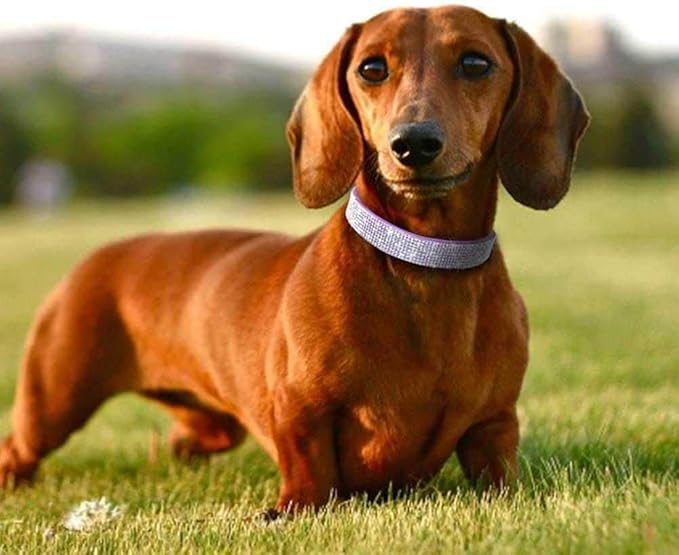 Small Dog Collars for Female Dogs, Cute Bling Rhinestone Crystal with Bow Tie Glitter Diamond Bowtie Puppy Collars for XXS XS Small Medium Large Pet Girls Dogs Cats, Pink S
