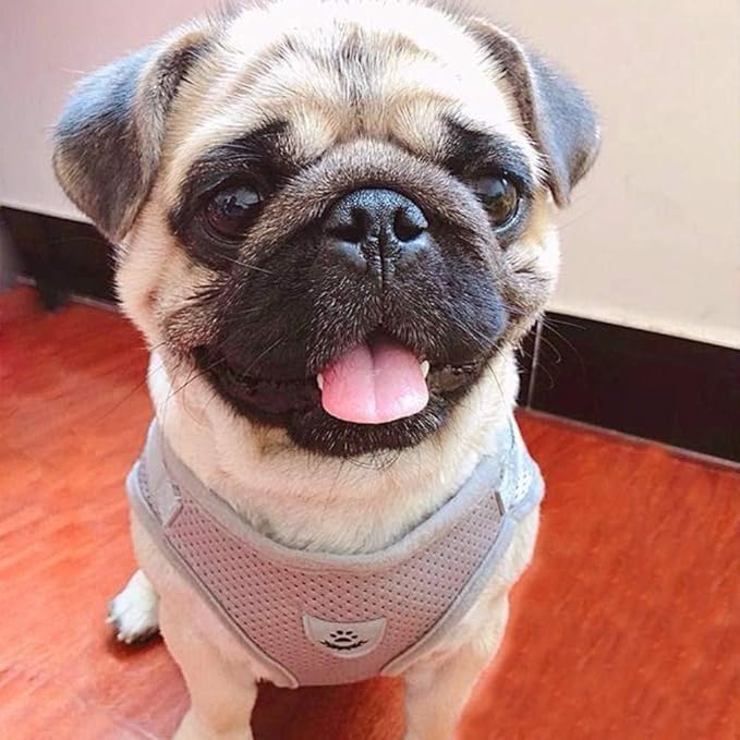 FEimaX Dog Harness and Leash Set for Walking, Soft Mesh Adjustable Easy Control Lightweight Cat Vest Harnesses with Reflective Strips, Escape Proof Small Dogs Cats Vests (Grey, X-Small)