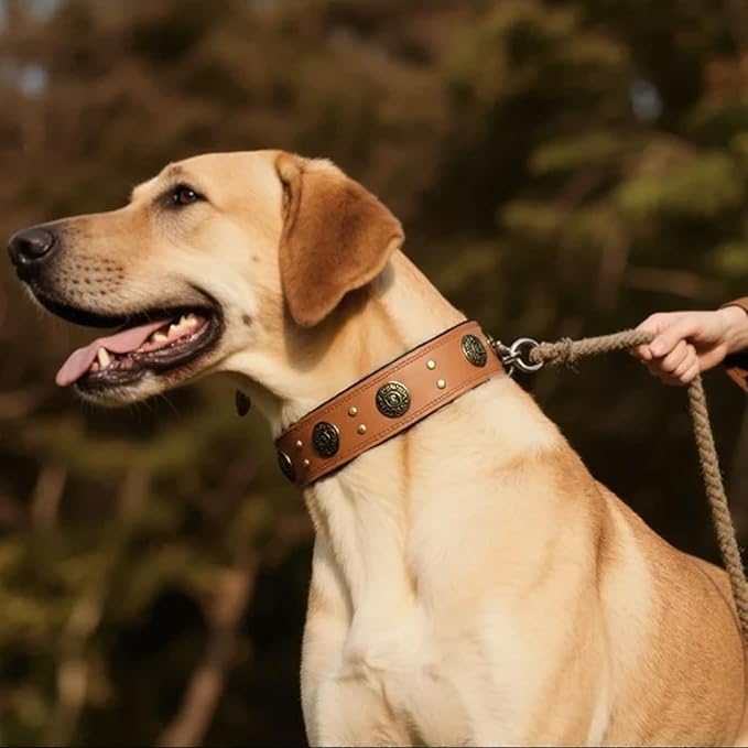 Leather Dog Collar for Large Dogs, 2" Wide Durable Thick Strong Genuine Leather Spike Dog Collar with Metal Buckle, Padded Collar with Studded Design for Large & XL Breeds (Orange,L,XL)