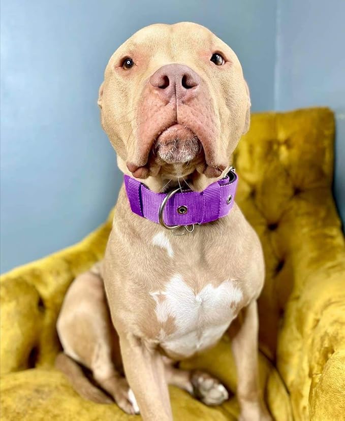 Heavy Duty Tactical Dog Collar - 1.5" Width Military Durable Thick Nylon with Adjustable Metal D Ring & Buckle Working Training K9 Collar for Medium Large Dogs (M(17"-20"), Purple)