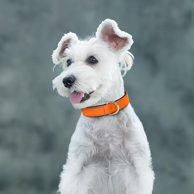 Didog Soft Padded Dog Collars for Medium Dogs, Lightweight and Breathable Dog Collar Waterproof with Metal Buckle, Orange, M