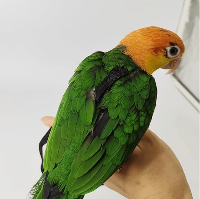 Adjustable Bird Harness with 78.7 Inch Leash, Outdoor Flying Training Rope Kit for Bird Parrots, Parrot Flying Rope Straps Outdoor Training Traction Rope for Small Medium Large Size Birds (Petite)