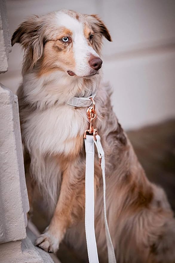 Soft Leather Dog Collar and Leash (6.6') Set - Stylish Rose Gold Heavy Duty Metal Buckle, 4 Adjustable Lengths Leash for Small Medium Large Dogs - Comfortable & Easy to Clean White M(13.8"-19.7")