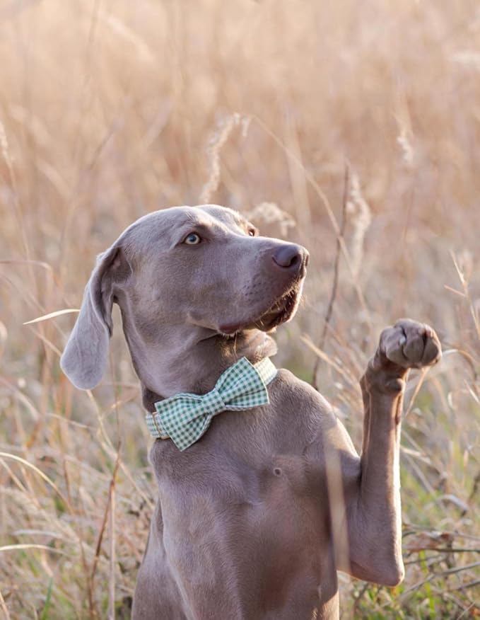 Lionet Paws Dog Collar with Bowtie, Durable Adjustable and Comfortable Collar for X-Small Dogs and Cats, Neck 8-12in