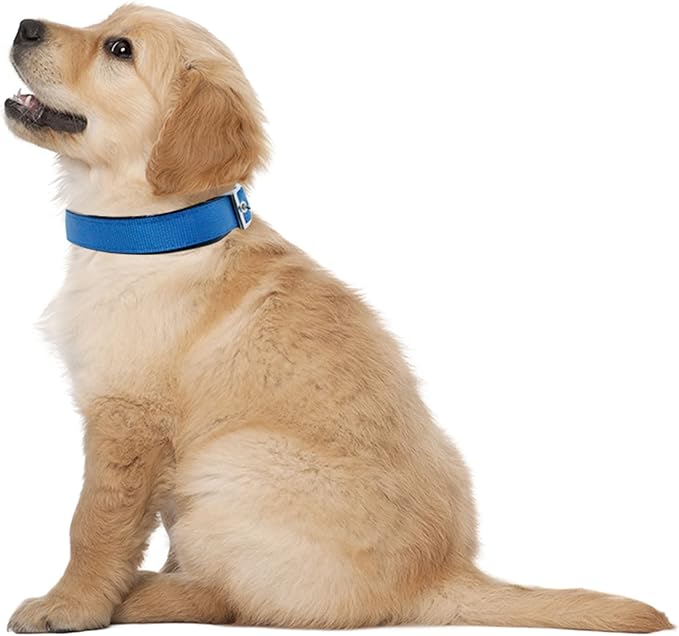 Downtown Pet Supply Deluxe Padded Adjustable Dog Collar - Metal Buckle & D-Ring - Machine Washable & Water Resistant - Blue - L