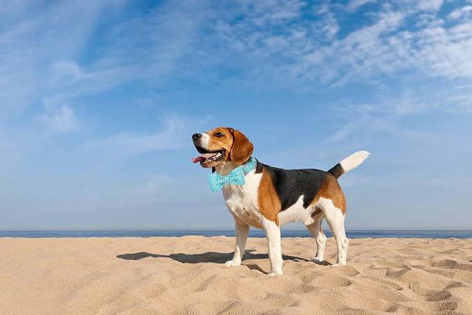 Lionet Paws Dog Collar with Bowtie - Summer Cute Cotton Adjustable Bowtie Dog Collar with Metal Buckle for Medium Dog Girl Boy, M, Neck 13.5-22in