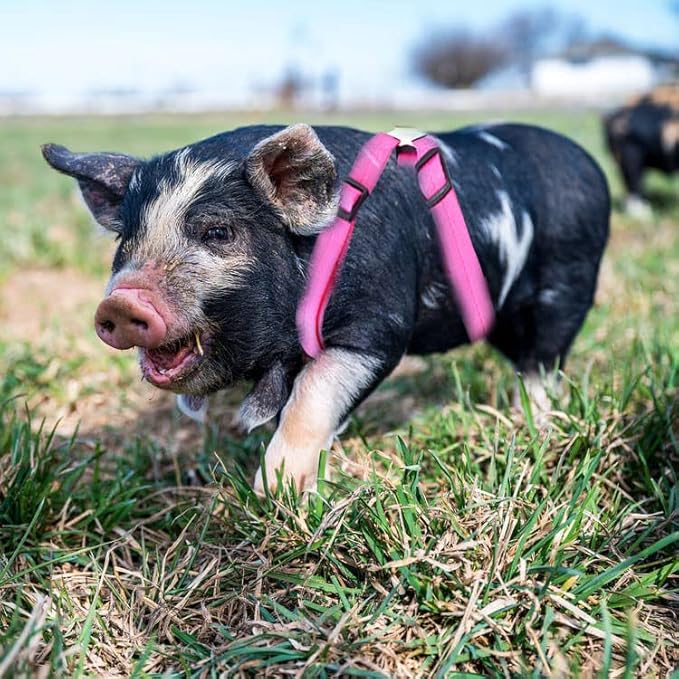 Animal Harness, Medium, Pink and Blue - 2 Pieces Adjustable Harness with Leash Set for Small Pig, Dog, Rabbit Walking, Running and Playing