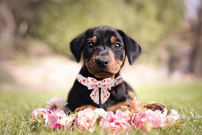 Lionet Paws Design Dogs Collar Cute Flower Sailor Bow Dog Collars for Girl Female Small Medium Dogs with Summer Floral S