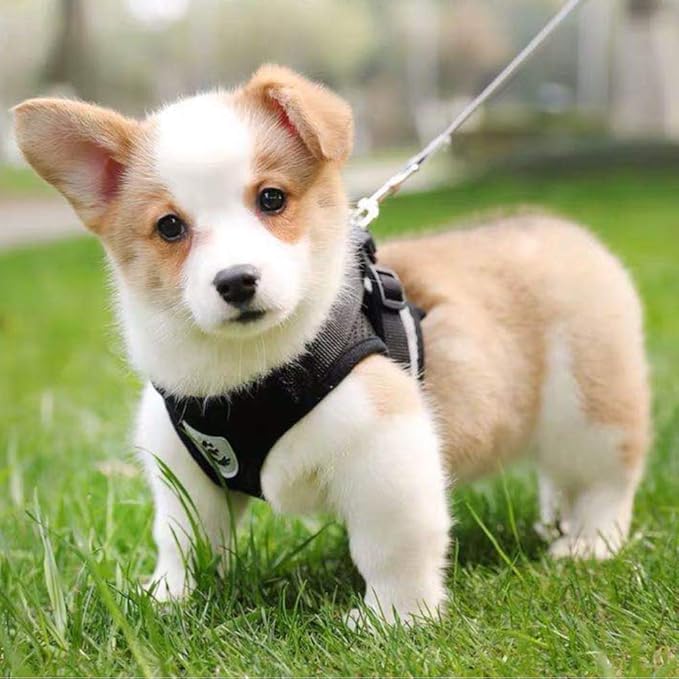 FEimaX Dog Harness and Leash Set for Walking, Soft Mesh Adjustable Easy Control Lightweight Cat Vest Harnesses with Reflective Strips, Escape Proof Small Dogs Cats Vests (Black, Medium)