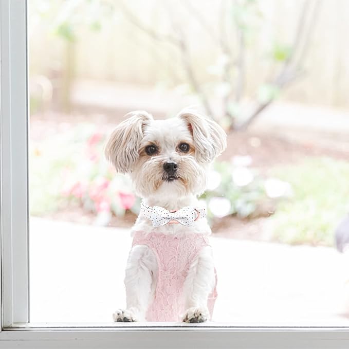 Elegant Little Tail Dot Cute Pet Collar with Bowtie - Adjustable for Small Dogs