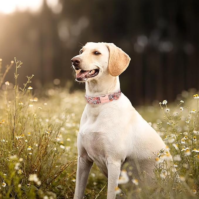 Unique style paws Dog Collar Metal Buckle Pink Rose Collar Flower Gift Durable Cute Collar for Small Medium Large Boys Girls Dogs