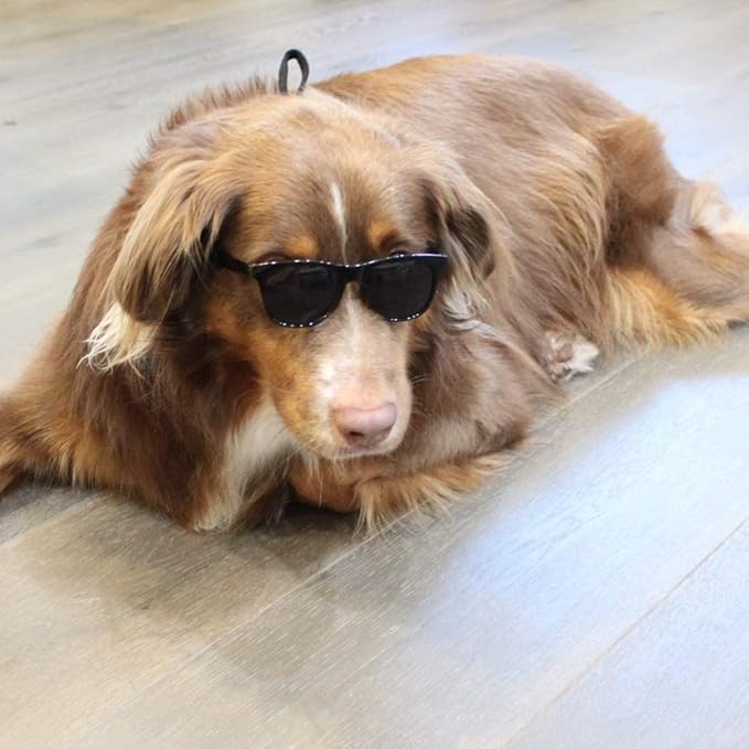 G006 Dog Medium Breeds 20-40 lbs Pet Cat 80s Costume Prop Sunglasses (Black)