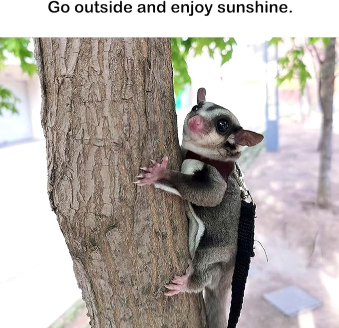 3+1 Sugar Gliders Harness Leash Set with Carrier Carry Carrying Bag Pounch Training Walking Gear Traction Rope Strap Small Animal Leash for Hamster Lizards Dragon Squirrels Rats